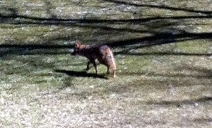 While not always comforting, it is always fascinating to see the variety of wildlife we get in our backyard. I didn't manage to get a picture of the giant deer who were enjoying our backyard, this coyote has been making regular rounds. We're staying far, far away. 